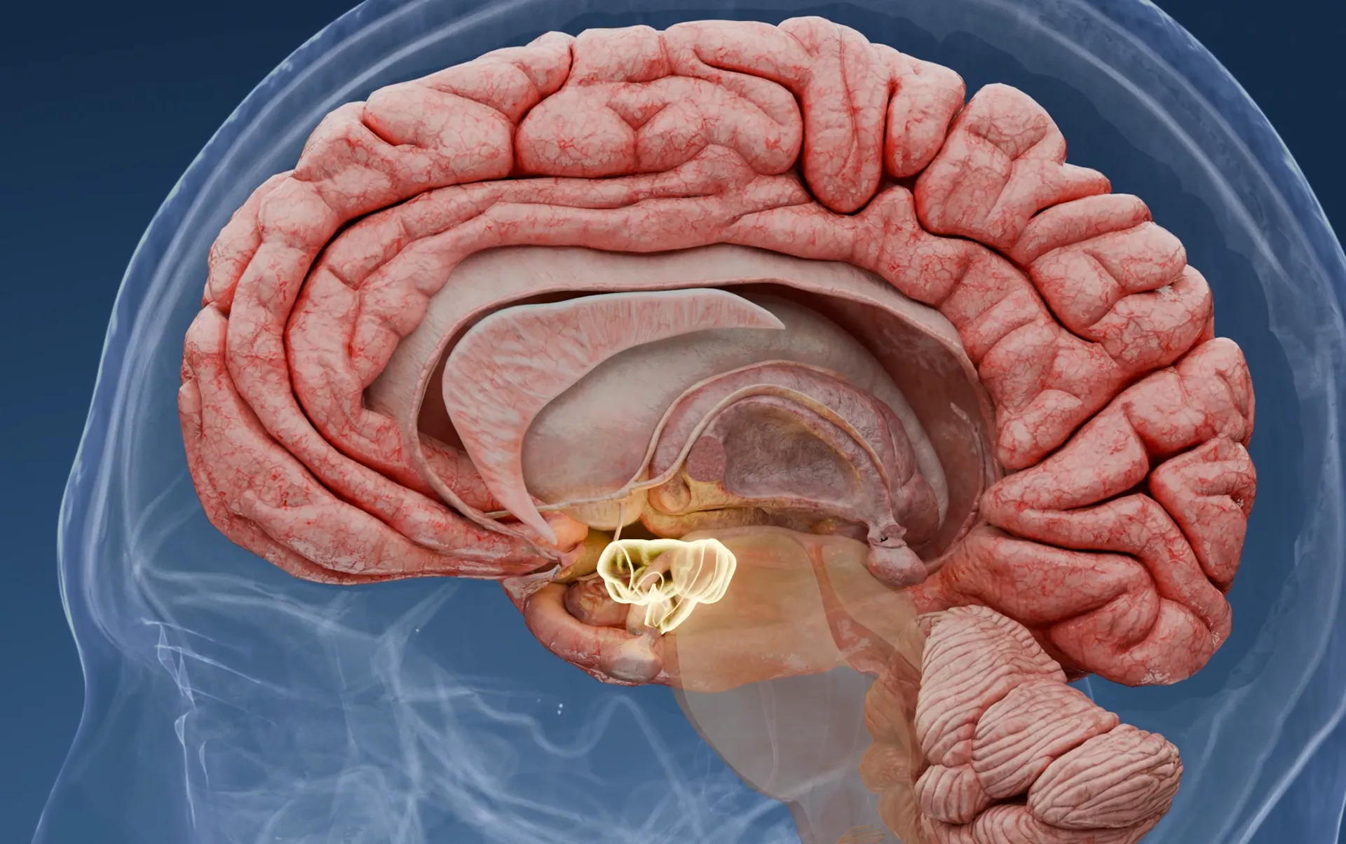 Control del apetito a través del eje cerebro-intestino
