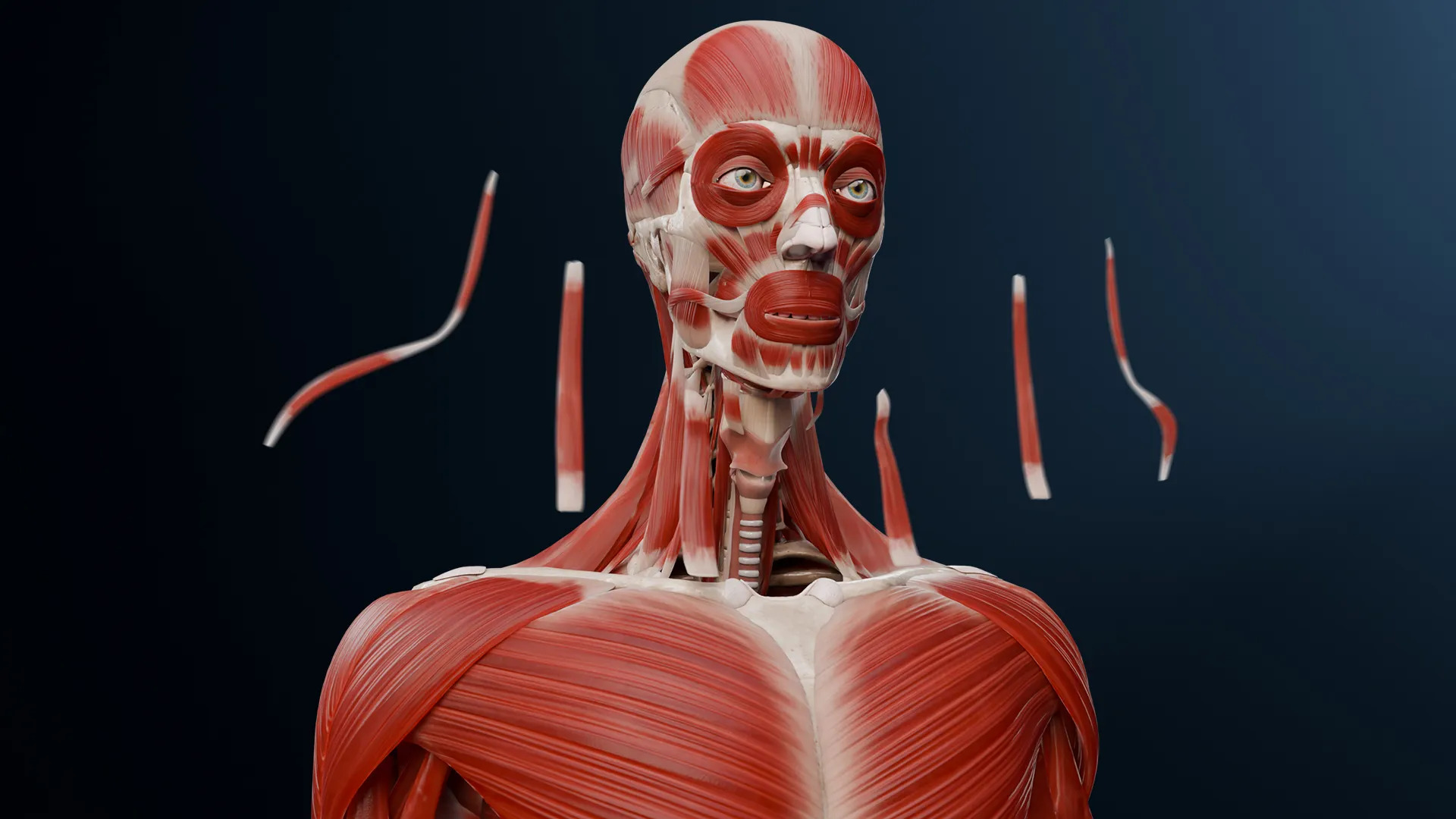 Anatomia dos músculos do pescoço
