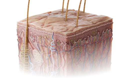Download VOKA 3D Anatomy & Pathology