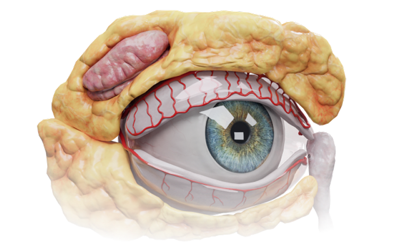 Download VOKA 3D Anatomy & Pathology