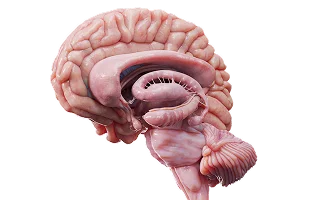 Download VOKA 3D Anatomy & Pathology