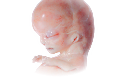 Download VOKA 3D Anatomy & Pathology