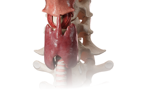 Download VOKA 3D Anatomy & Pathology