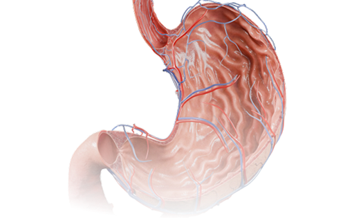 Download VOKA 3D Anatomy & Pathology