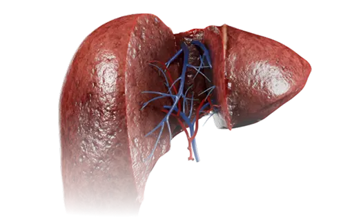 Download VOKA 3D Anatomy & Pathology