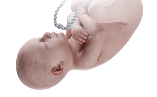 Download VOKA 3D Anatomy & Pathology