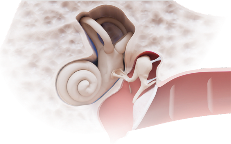 Download VOKA 3D Anatomy & Pathology