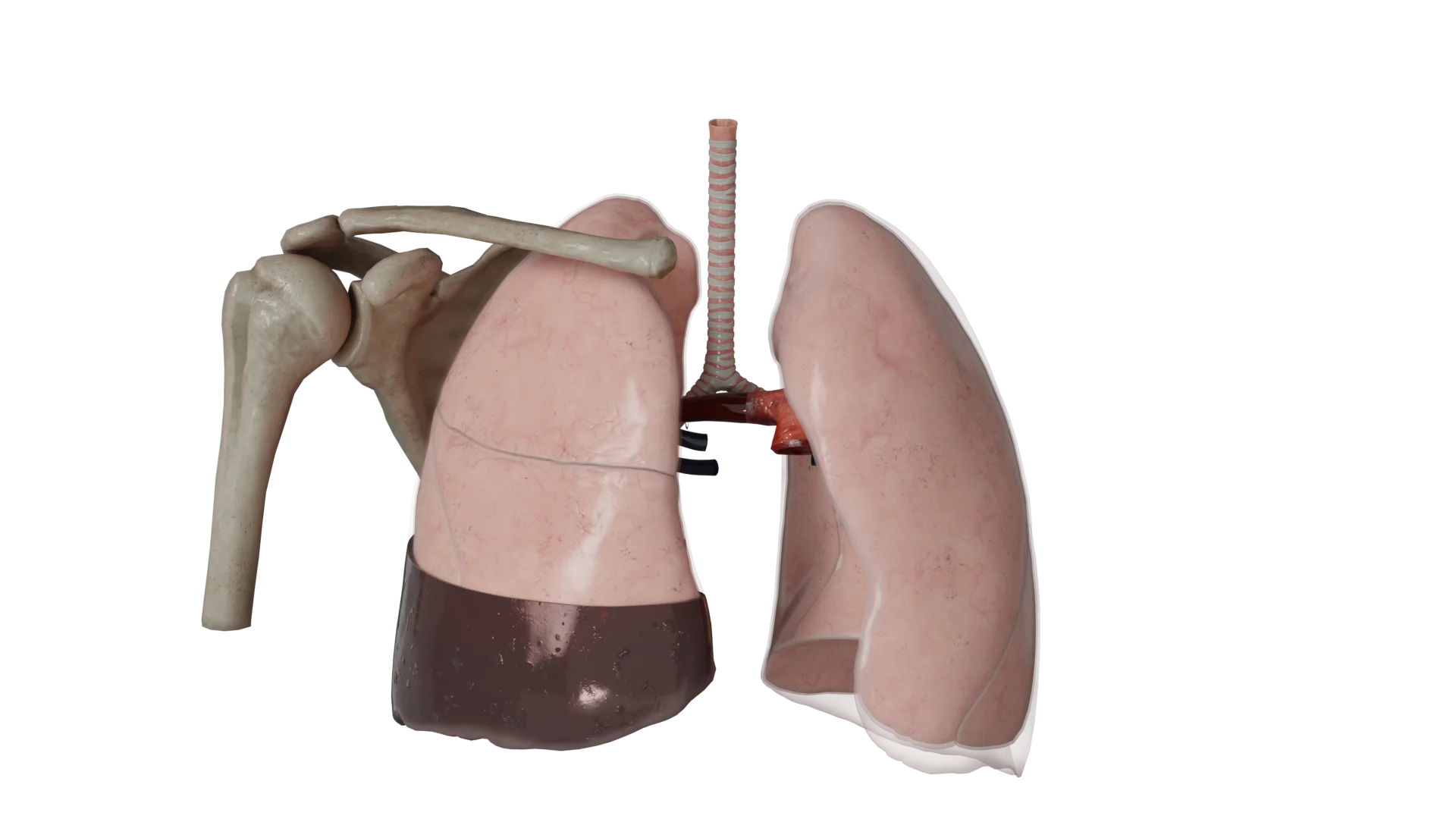 Hémothorax : causes, symptômes, diagnostic et traitement