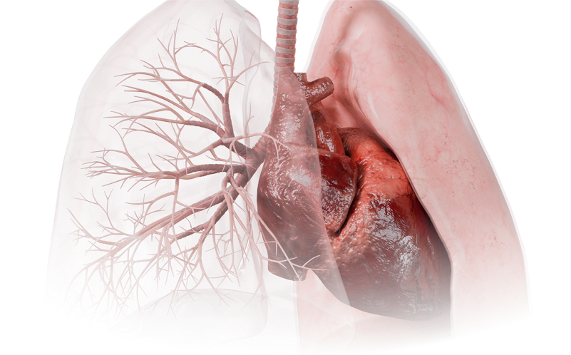 Download VOKA 3D Anatomy & Pathology