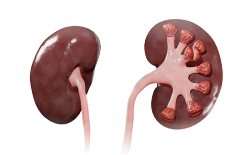 Download VOKA 3D Anatomy & Pathology