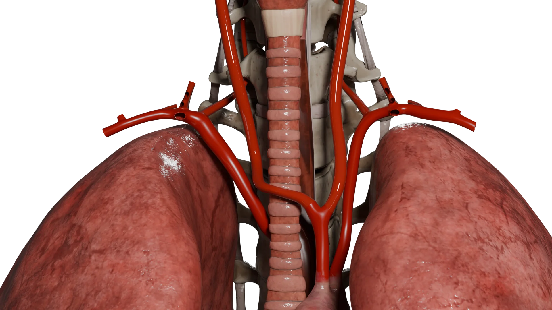 Artère subclavière aberrante : étiologie, pathogénie, classification, diagnostic et traitement