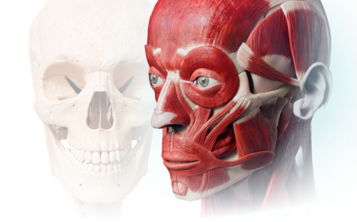 Download VOKA 3D Anatomy & Pathology