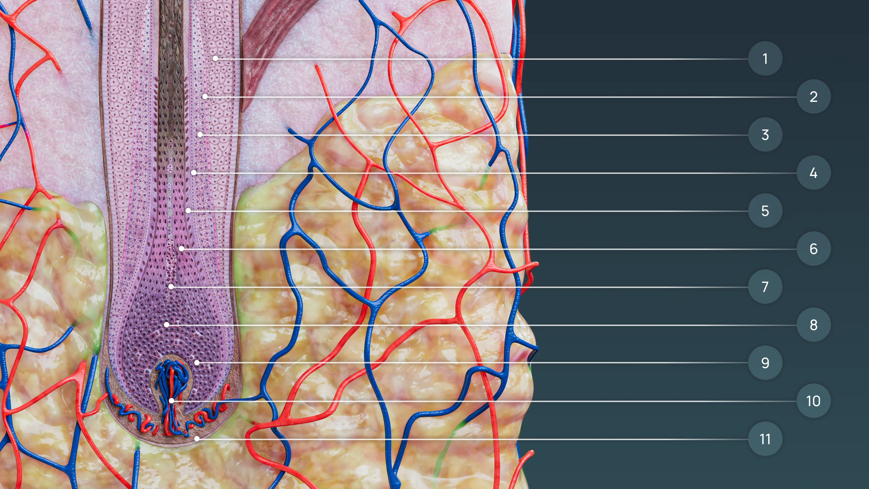 1 - наружное корневое влагалище, 2 - слой Генле, 3 - слой Хаксли, 4 - кутикула внутреннего корневого влагалища, 5 - кутикула волоса, 6 - кортекс, 7 - медула, 8 - матричные клетки, 9 - меланоциты, 10 - волосяной сосочек, 11 - соединительная корневая оболочка