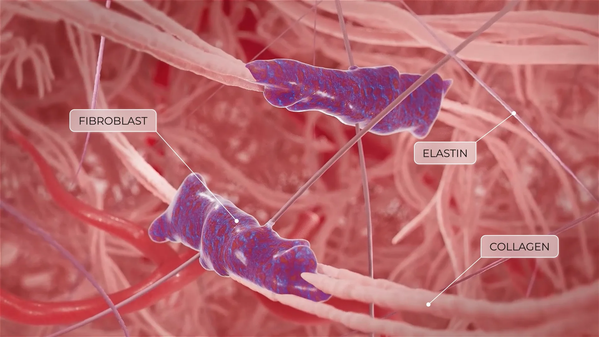 عملية استعادة ألياف الكولاجين والإيلاستين