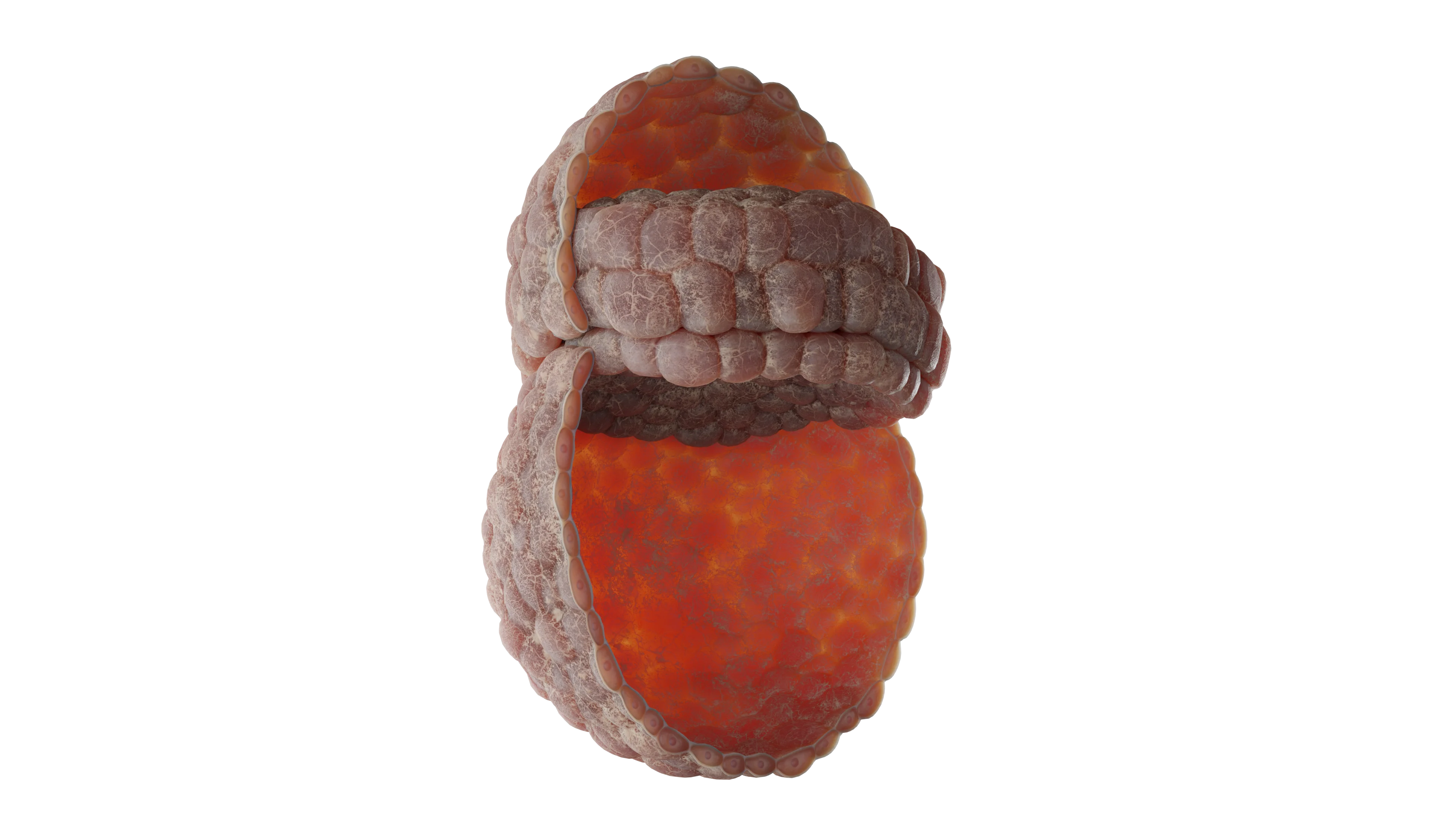 Желточный мешок