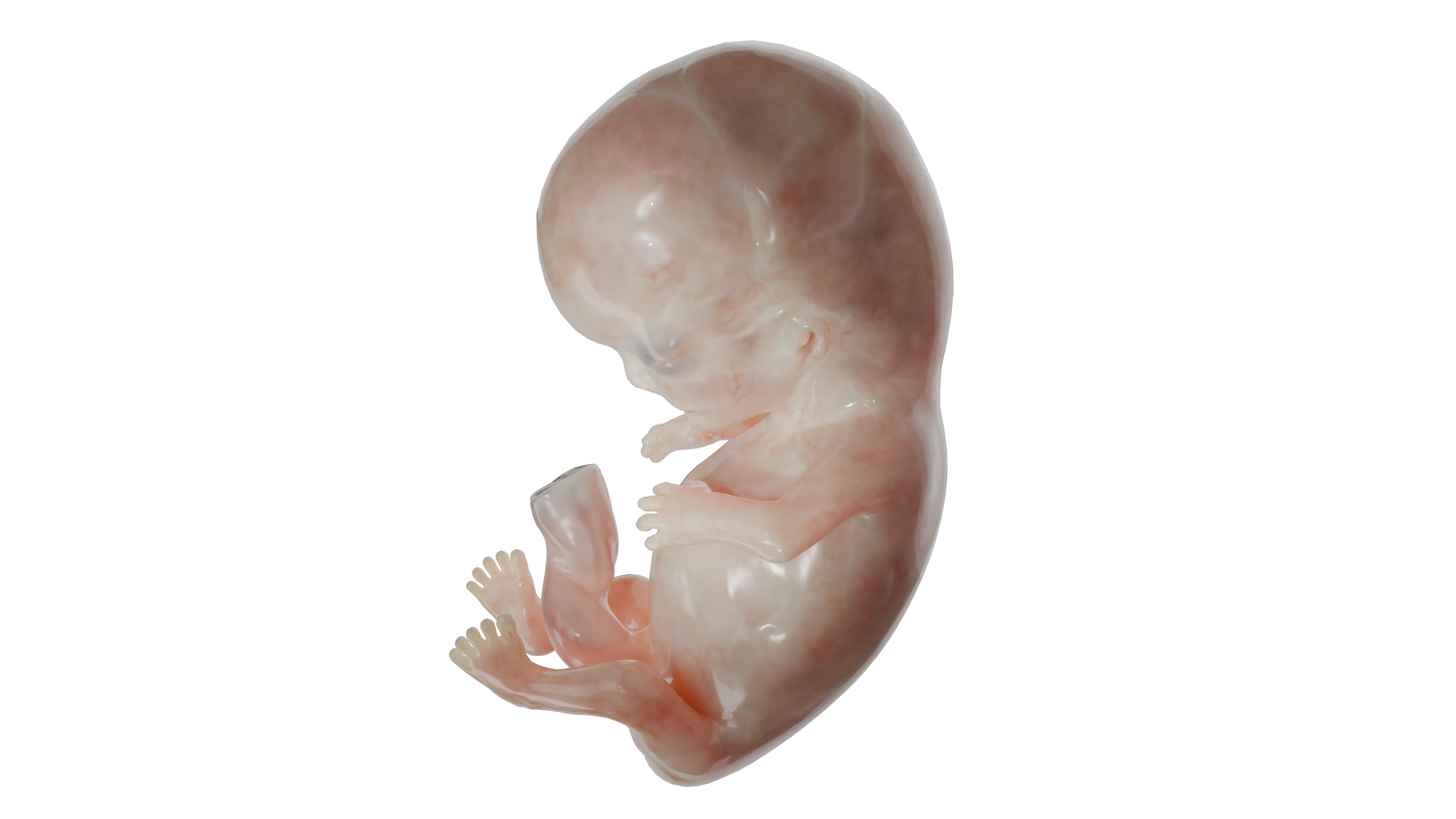 Конечности плода на 10-й неделе