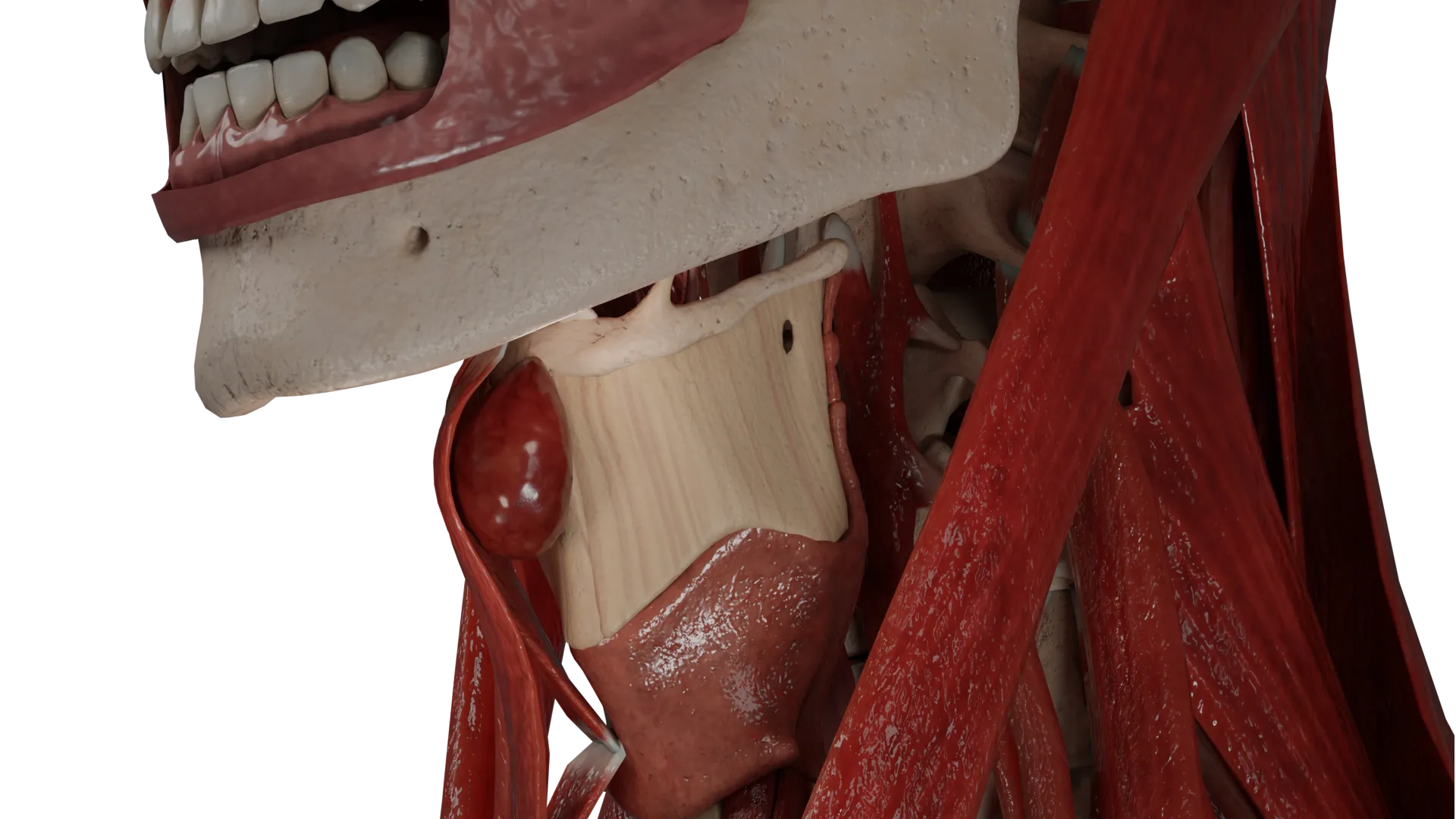 Midline cyst of the neck