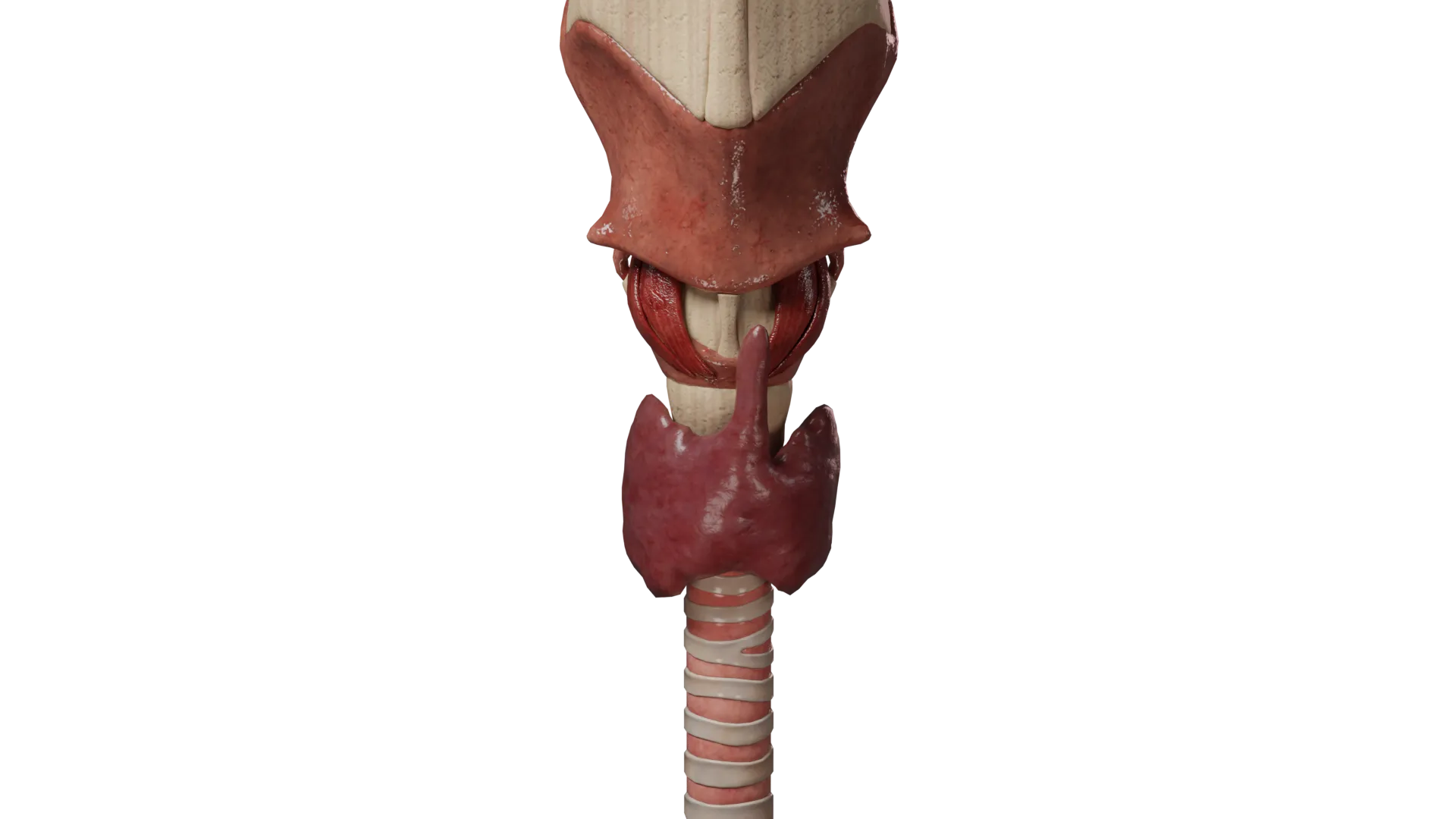 Hypoplasia of the thyroid gland