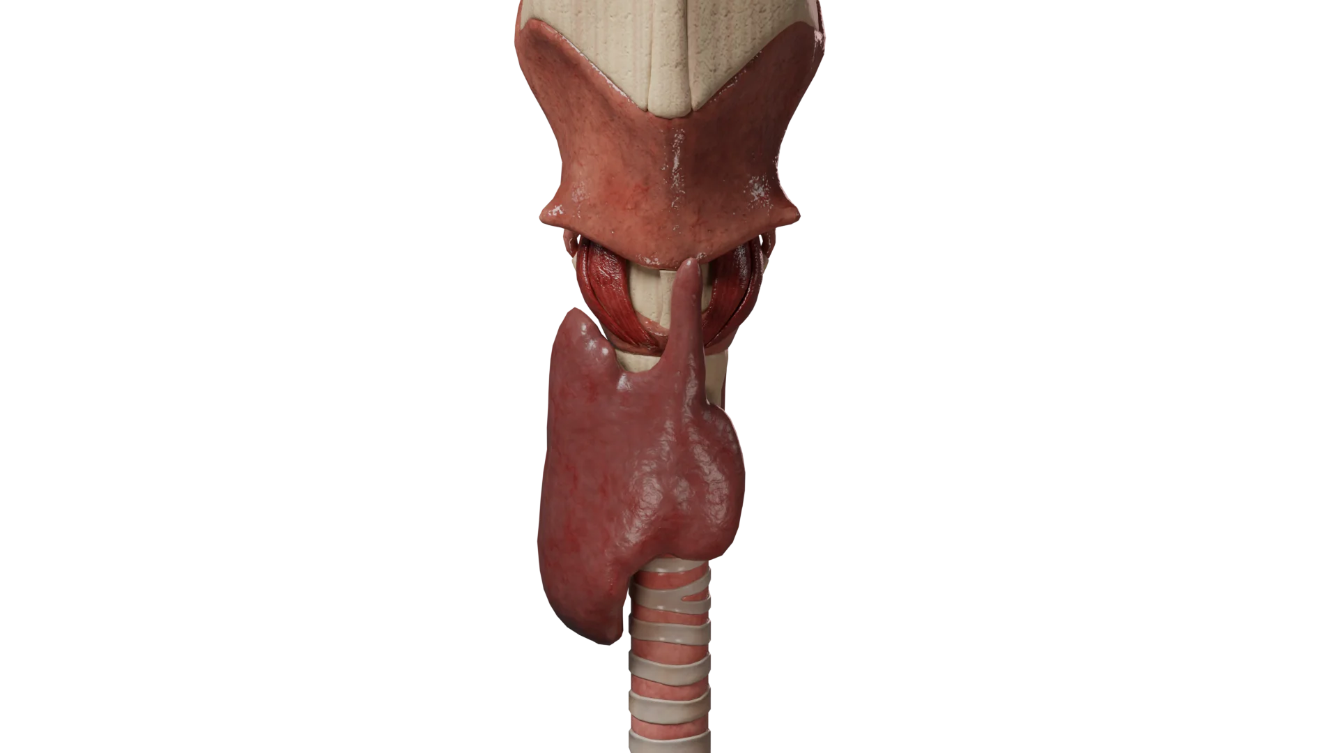 Entwicklungsanomalien der Schilddrüse: Klassifikation, Symptome, Diagnostik und Therapie