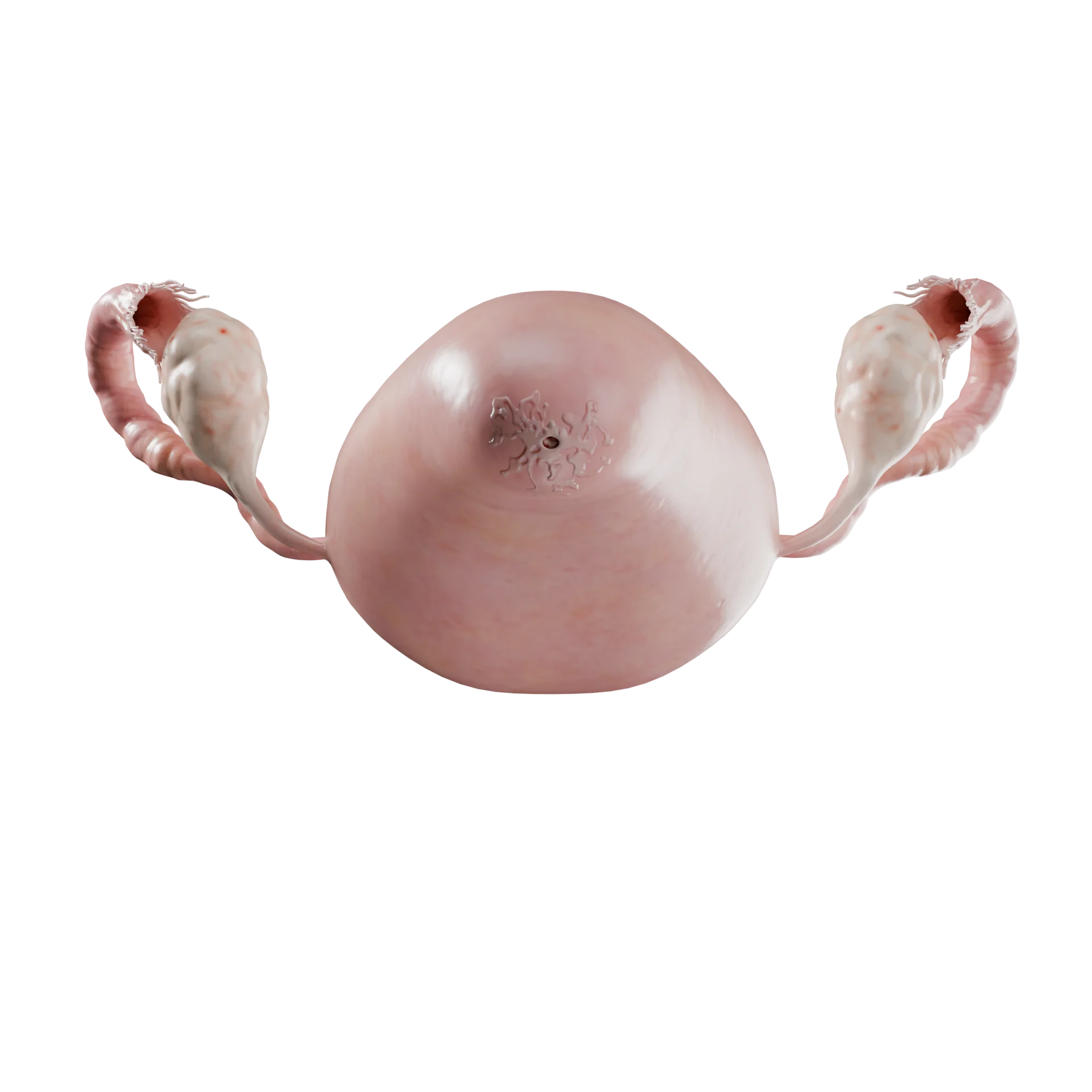 Cervix: Endocervicitis