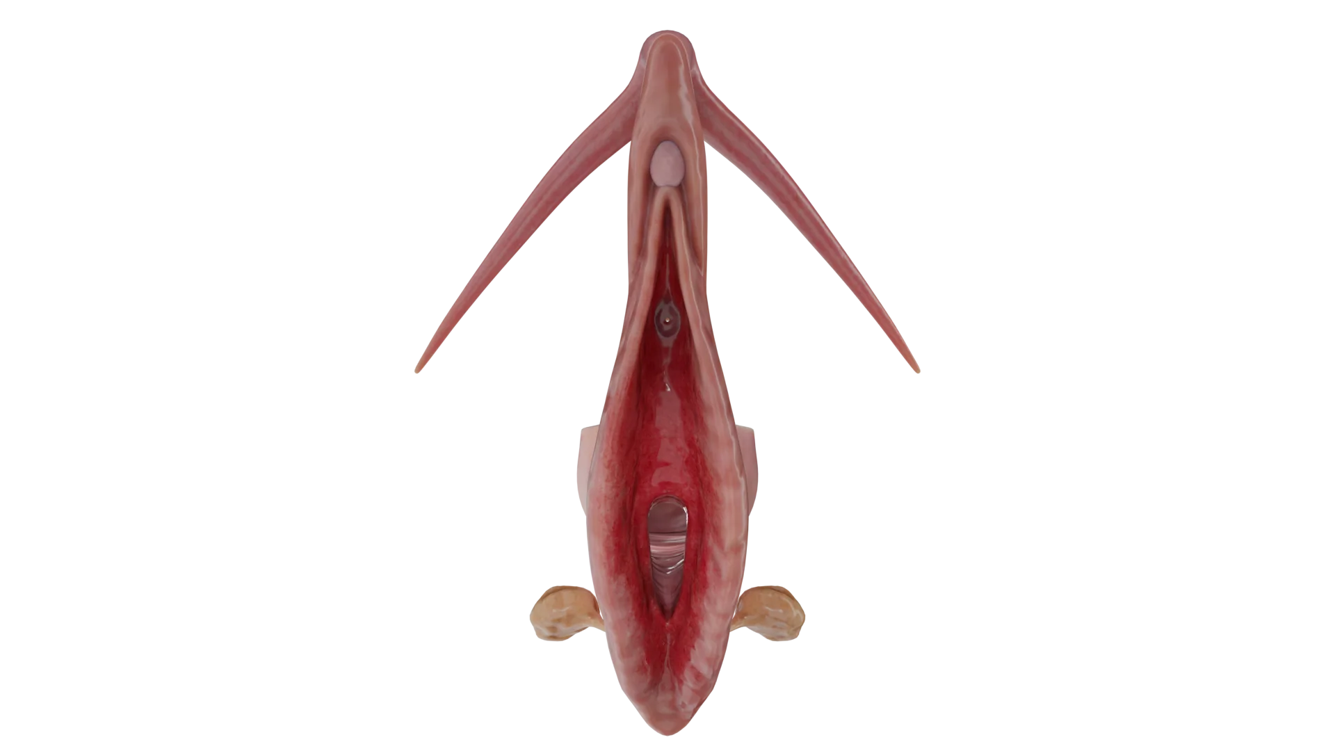 Vulvitis: Factors of Development, Clinical Manifestations, Diagnosis, Treatment