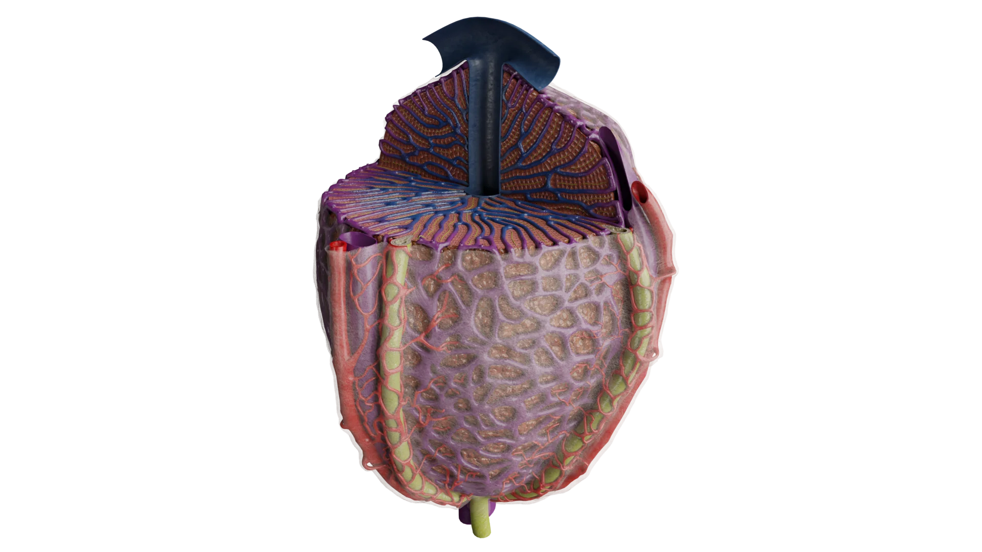 Structure of the hepatic lobule (acinus)