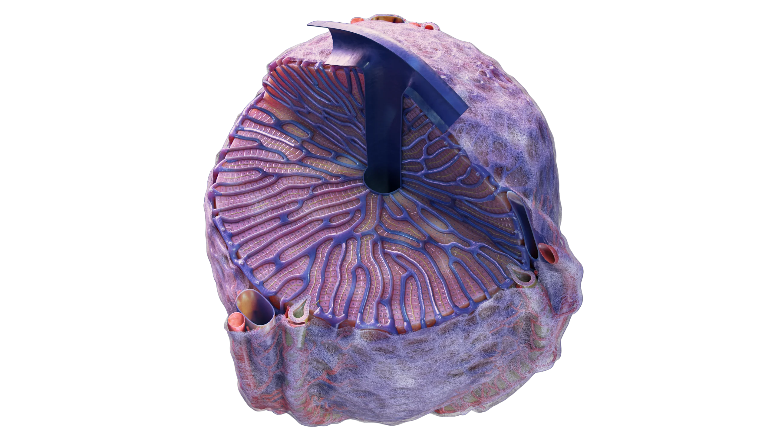 Leberlappen (Acinus)