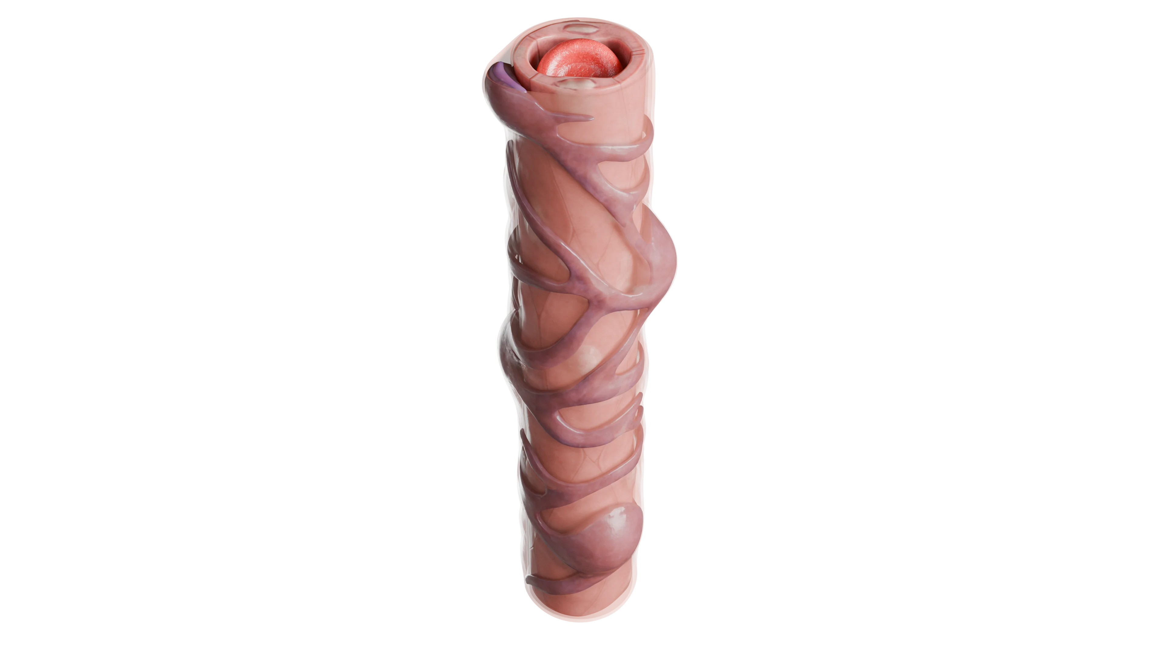 Непрерывный (соматический) капилляр