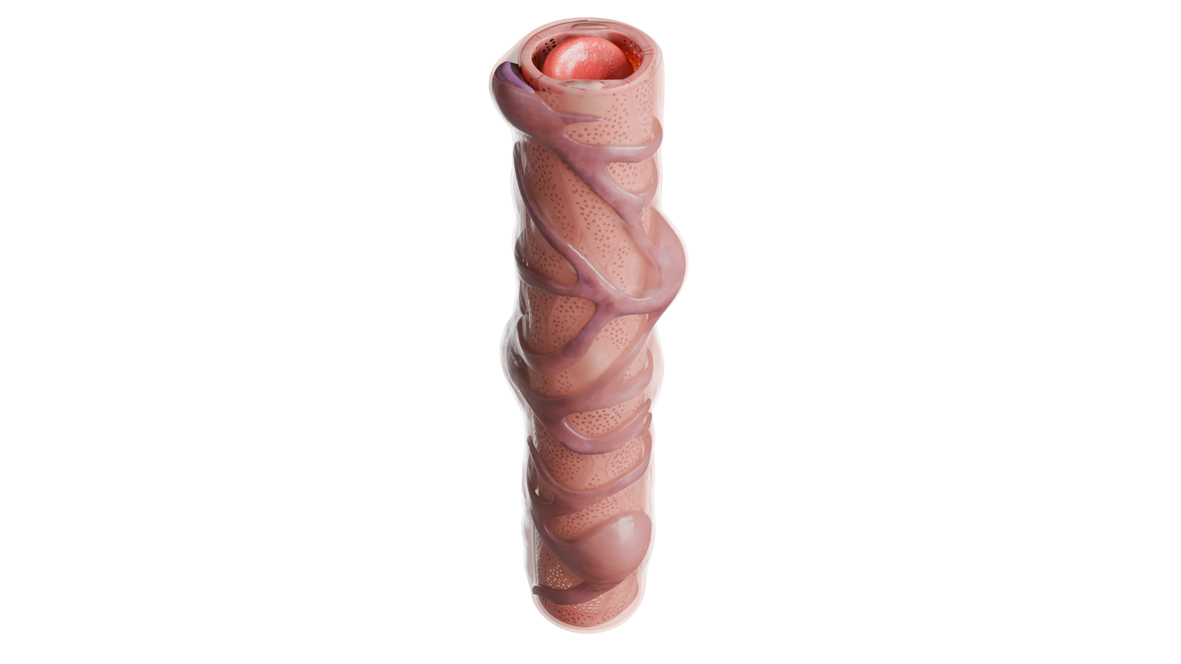 Фенестрированный (окончатый) капилляр