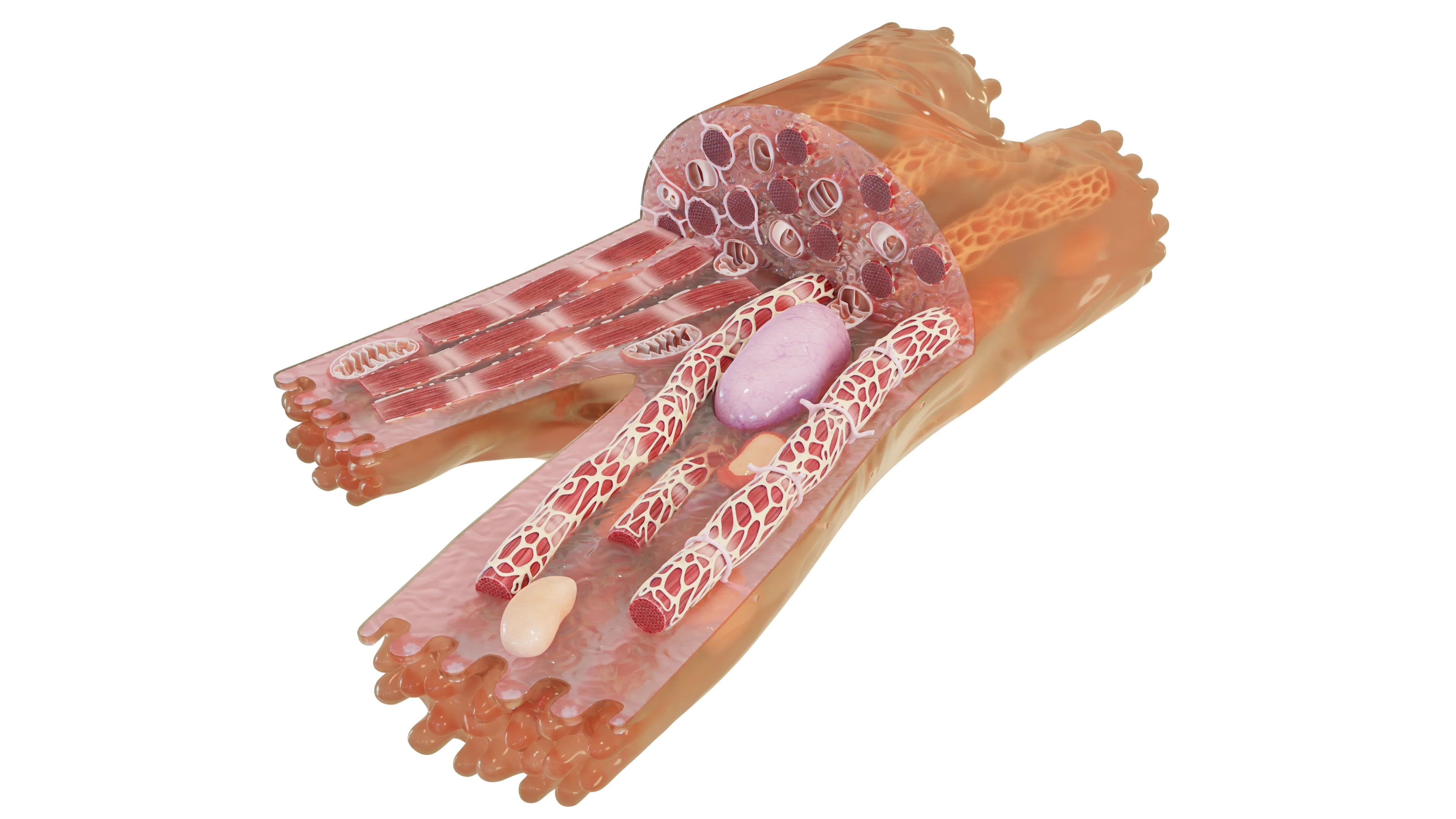 Строение кардиомиоцита: гистология, виды и функциональная морфология