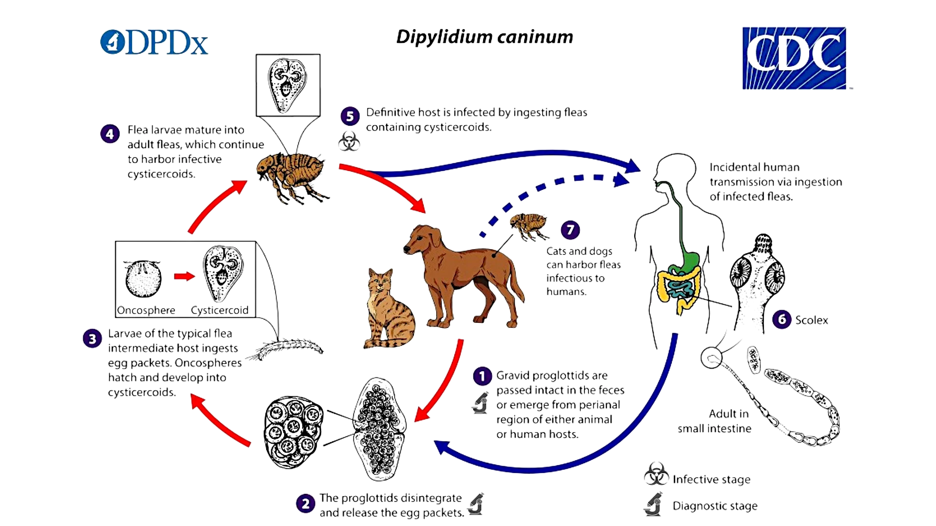 Жизненный цикл Dipylidium caninum