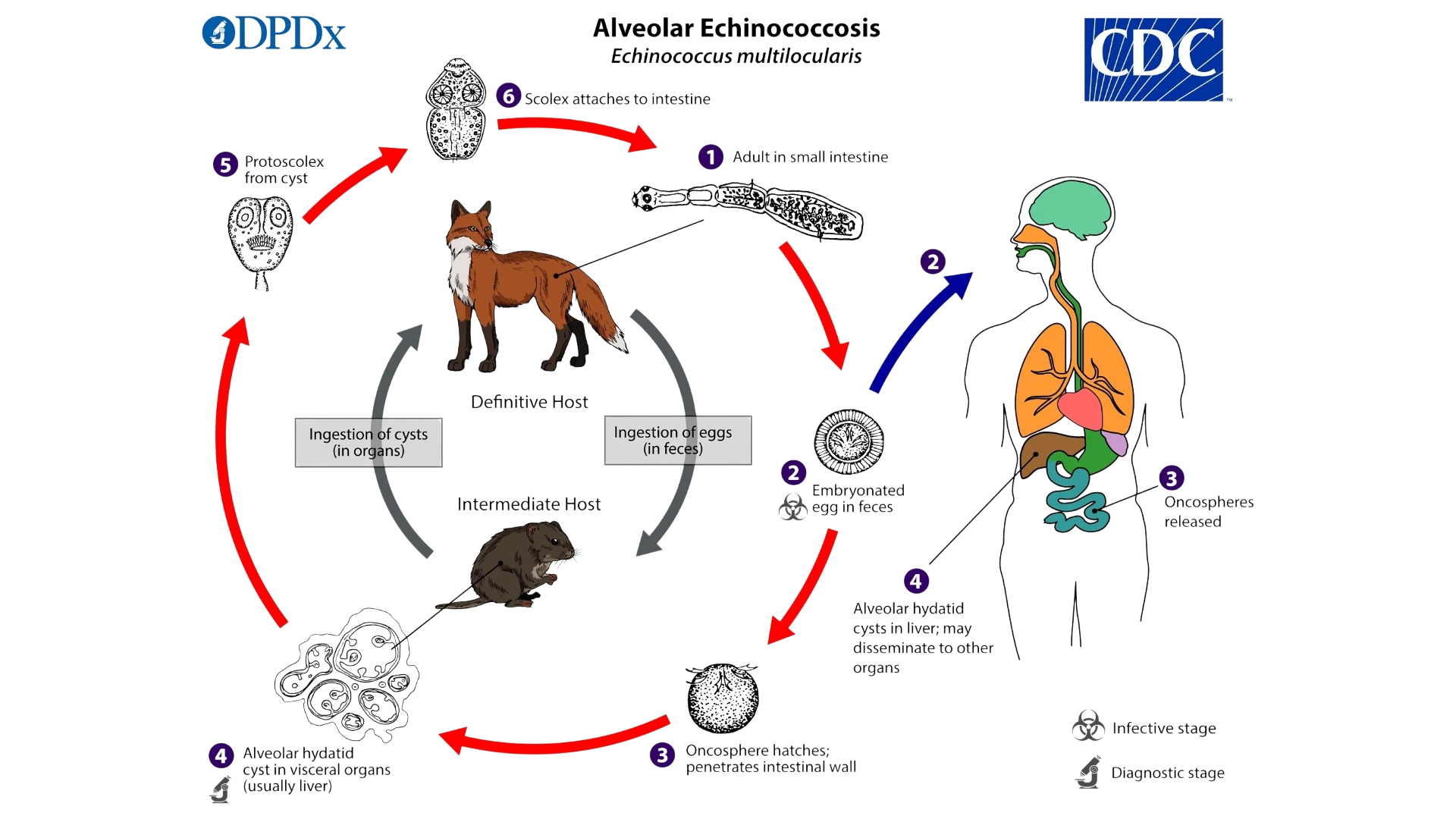 Жизненный цикл Echinococcus multilocularis