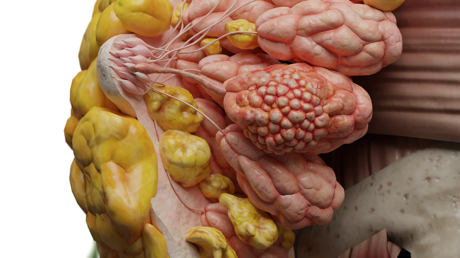 Galactocele: aetiology, clinical presentation, diagnosis and treatment