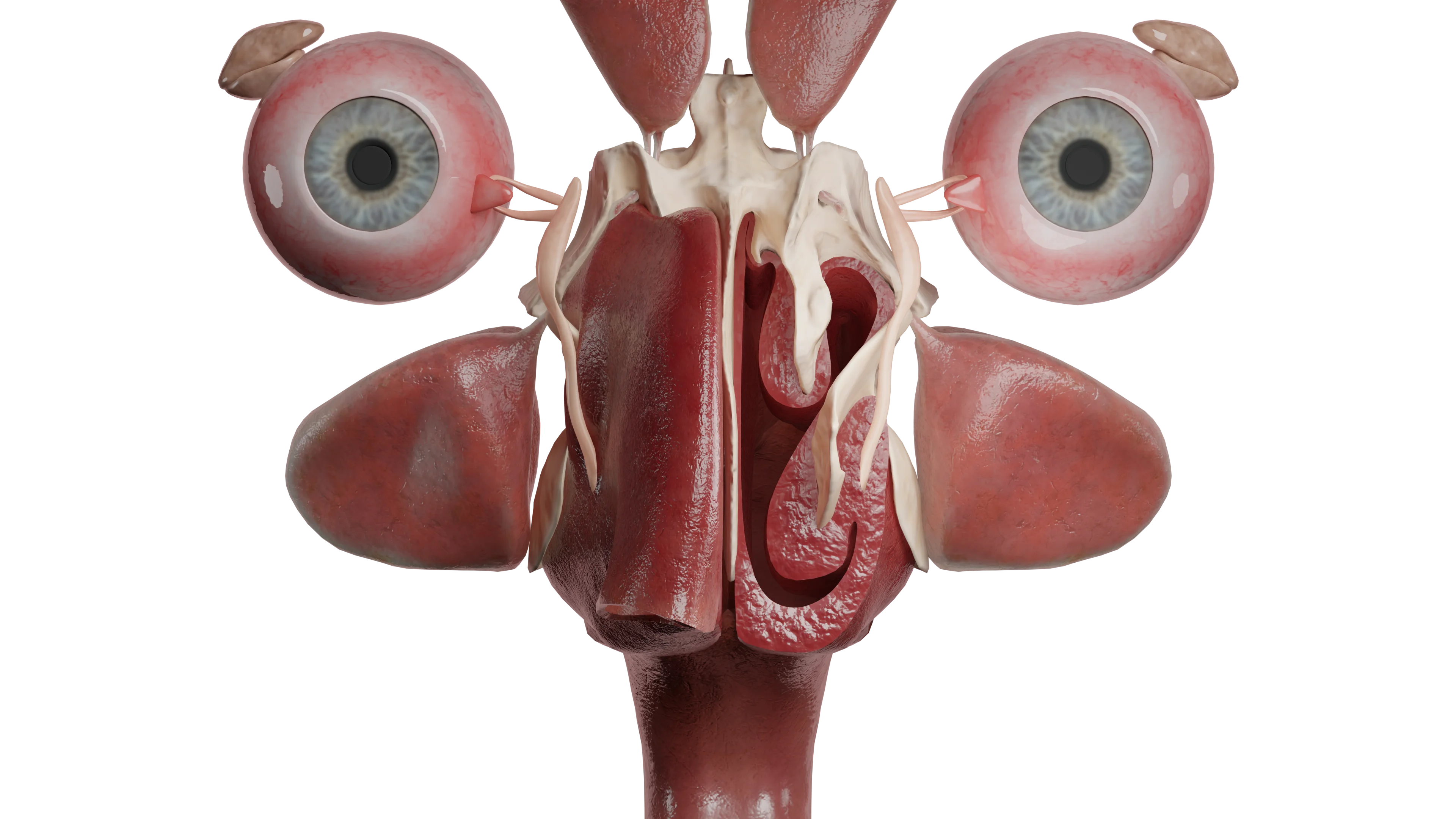 Rhinite aiguë, stade 1 irritation sèche