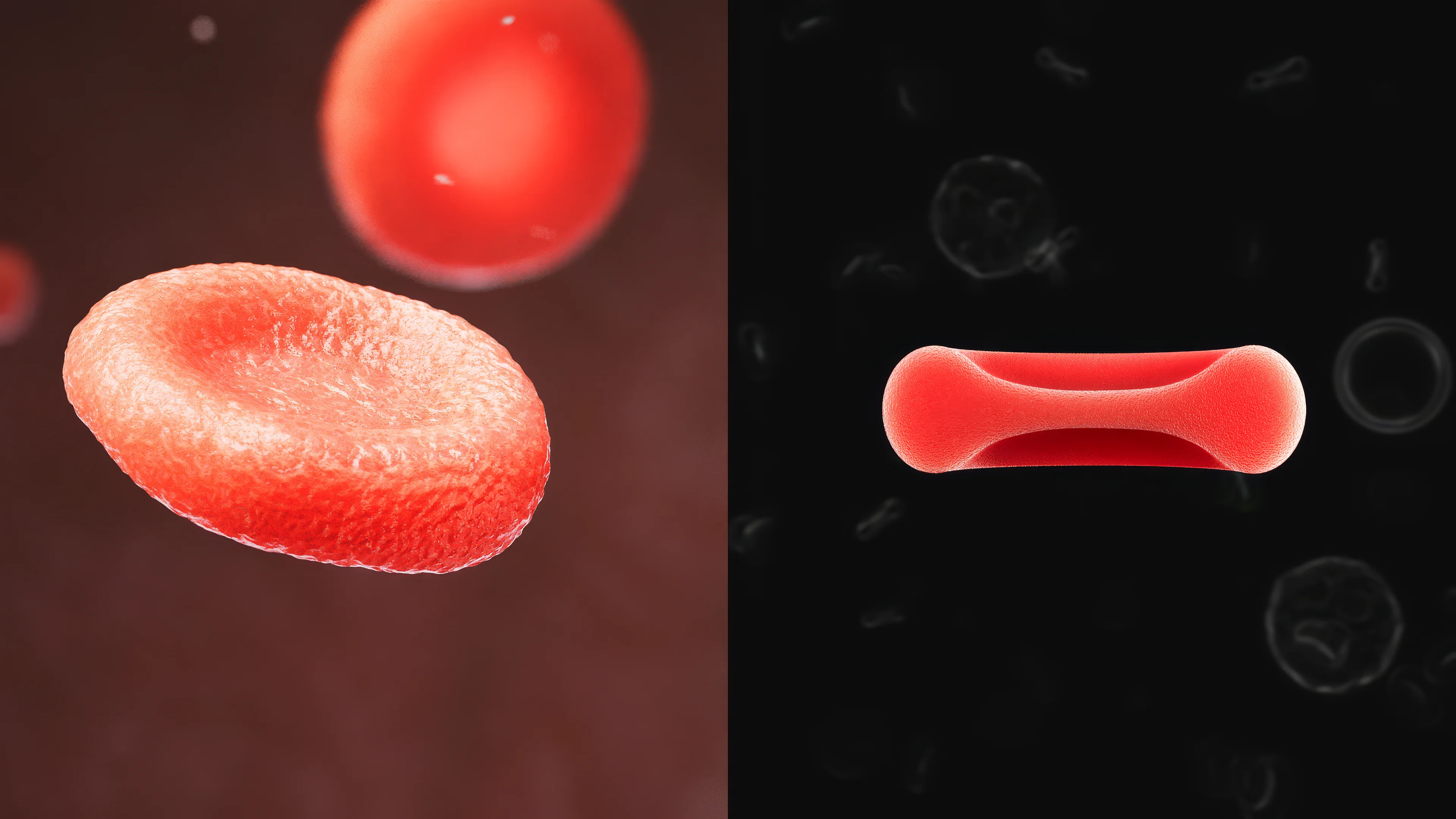 Изображение эритроцита (слева) и эритроцит а в разрезе (справа)