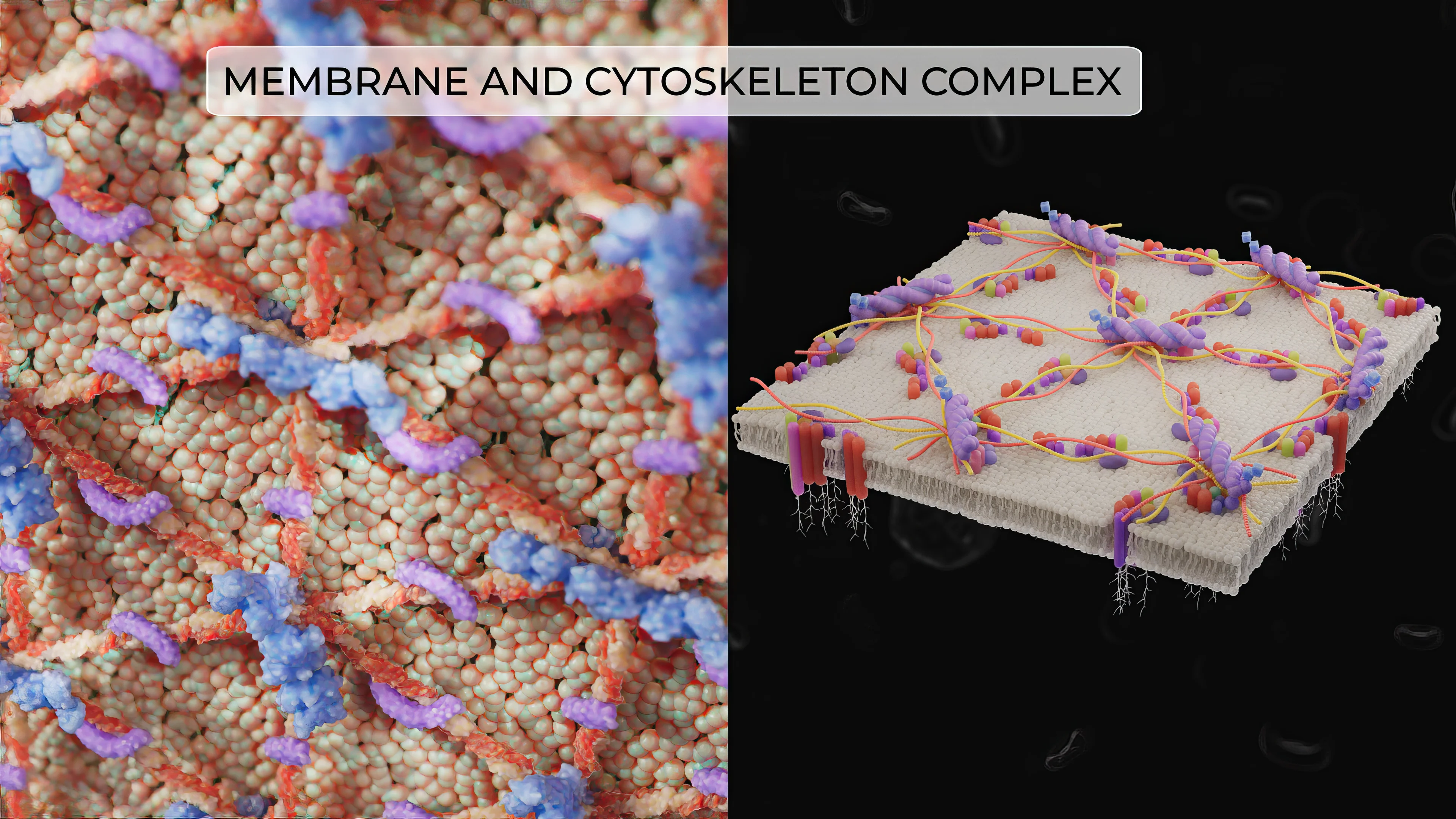 Схематическое изображение мембраны эритроцита