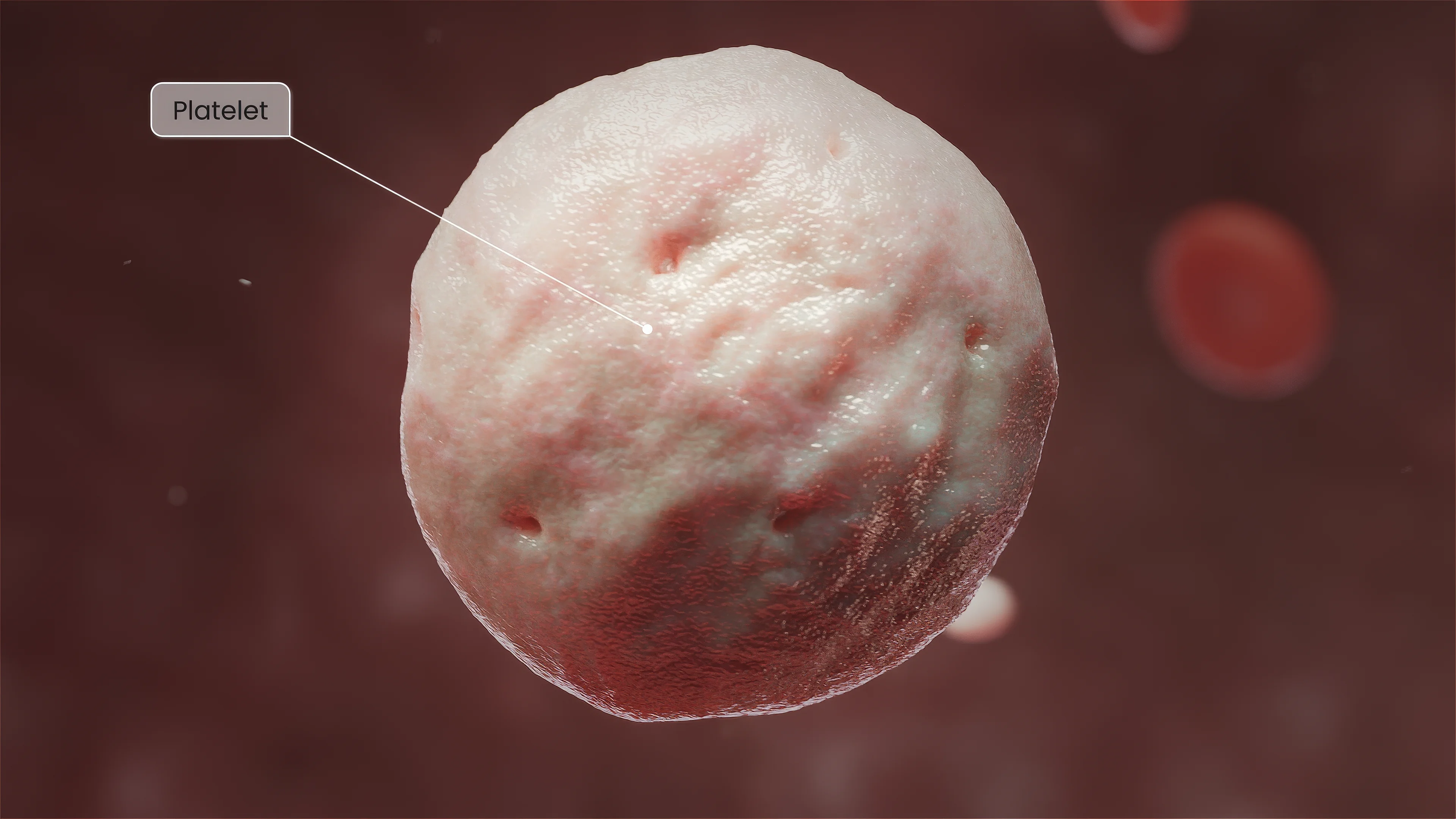 Тромбоциты: морфология, физиология и роль в гемостазе