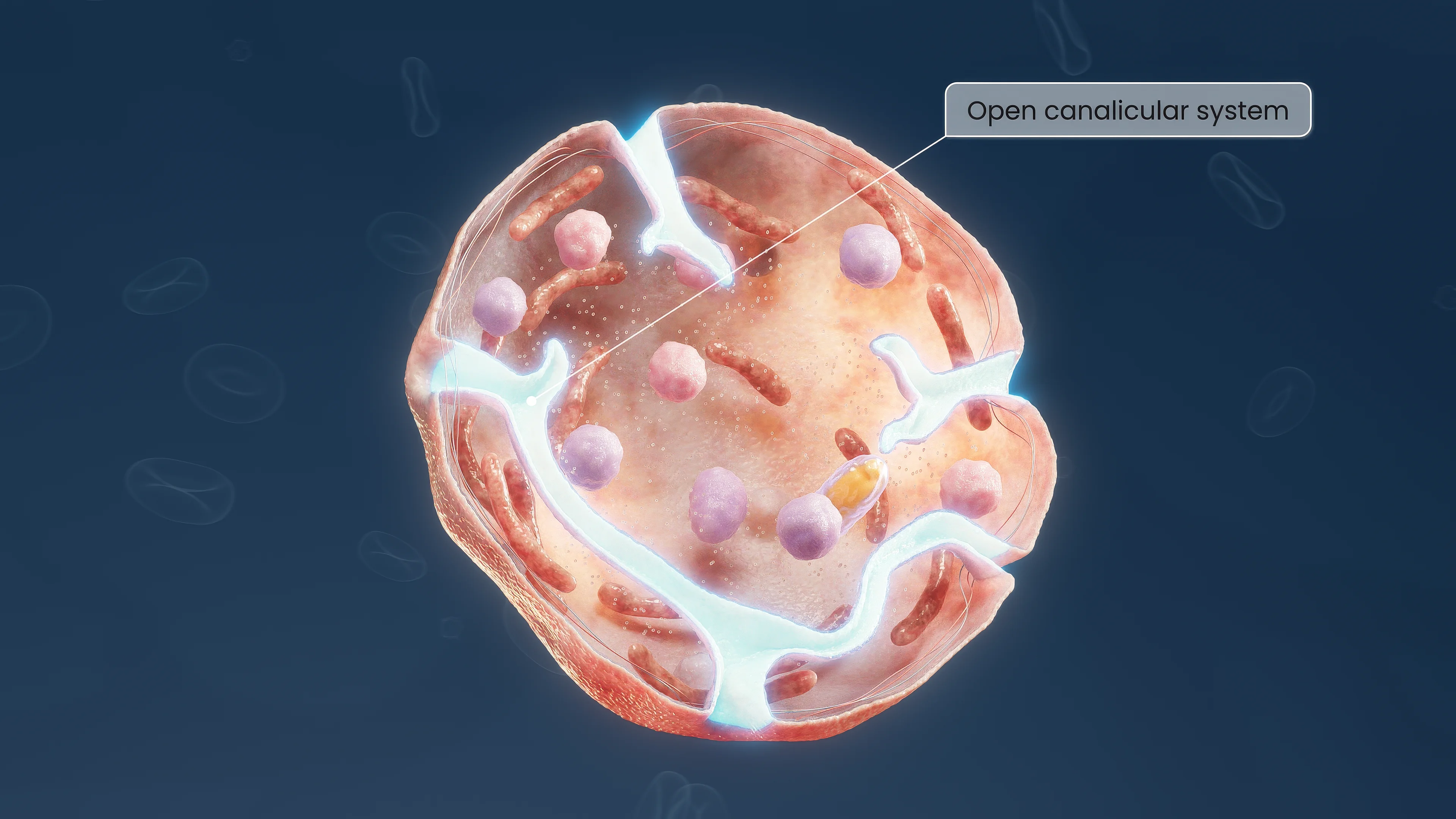 Схематическое изображение тромбоцита в разрезе. Подсвечена открытая канальцевая система