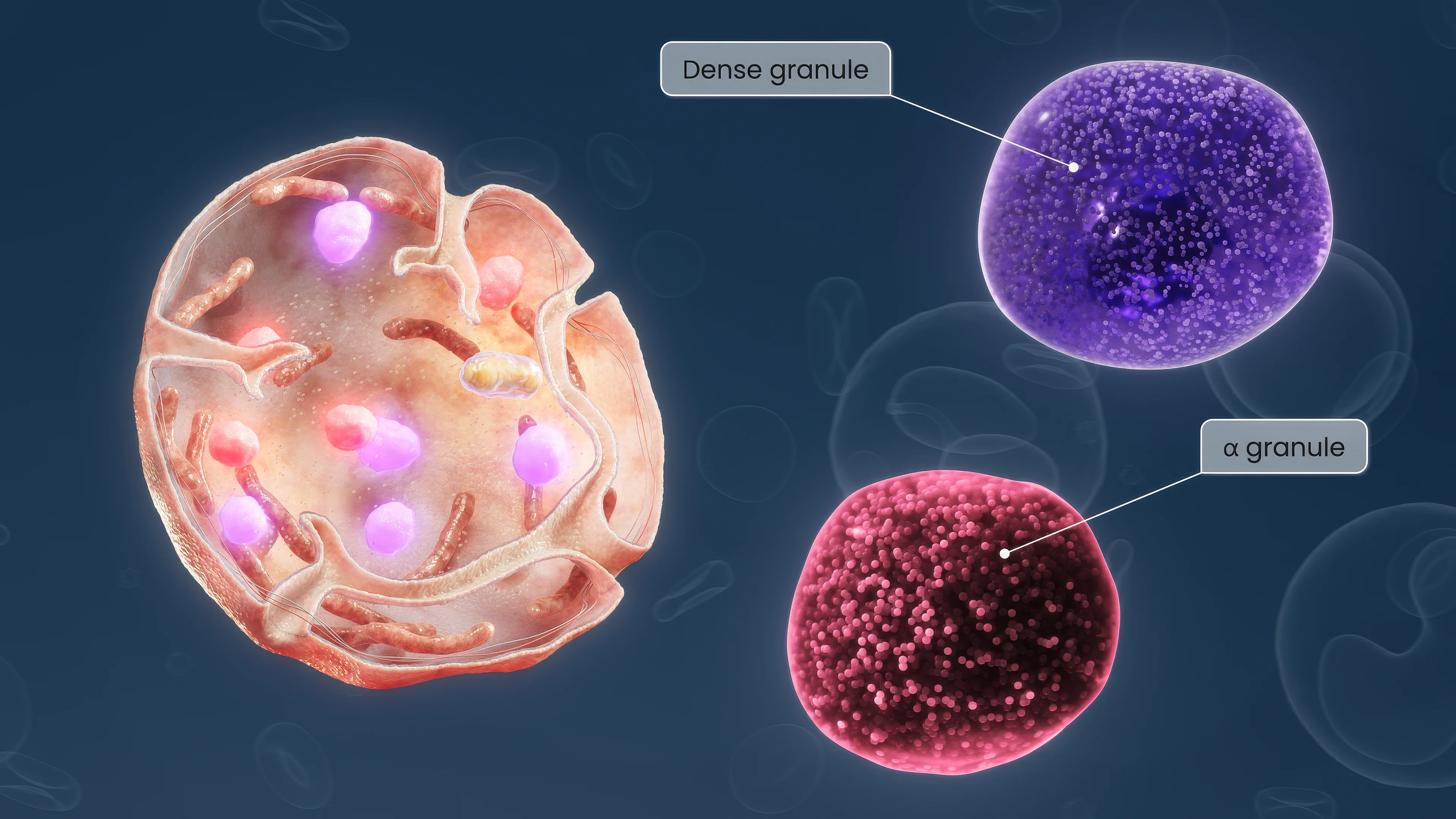 Схематическое изображение тромбоцита в разрезе. Вынесены и подсвечены плотные и α-гранулы