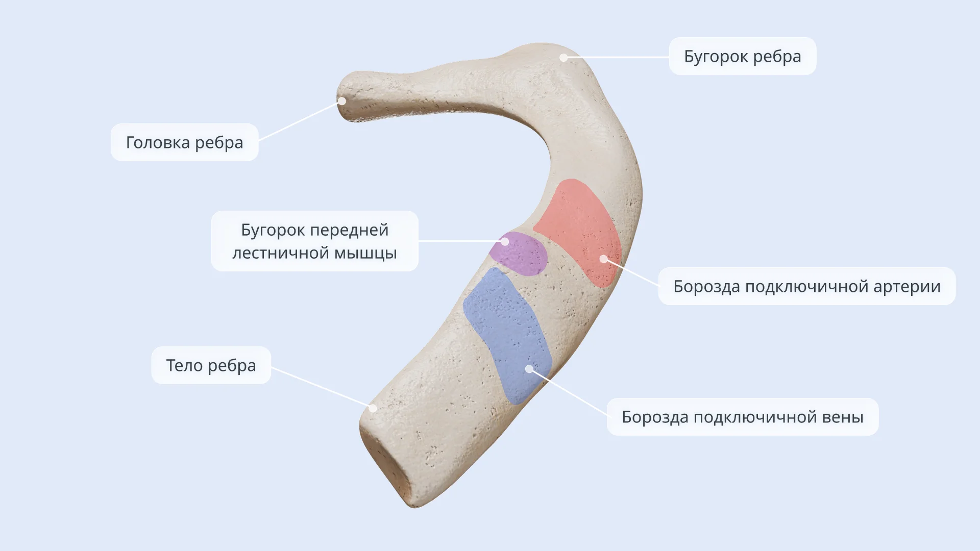 Первое ребро