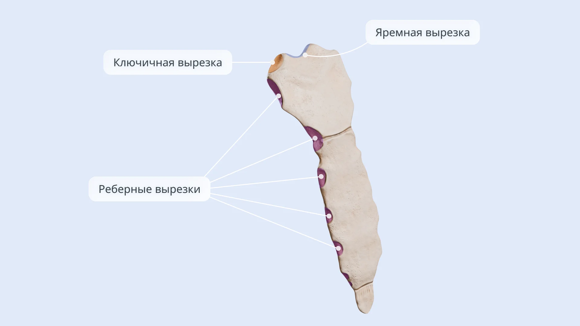 Вырезки грудины