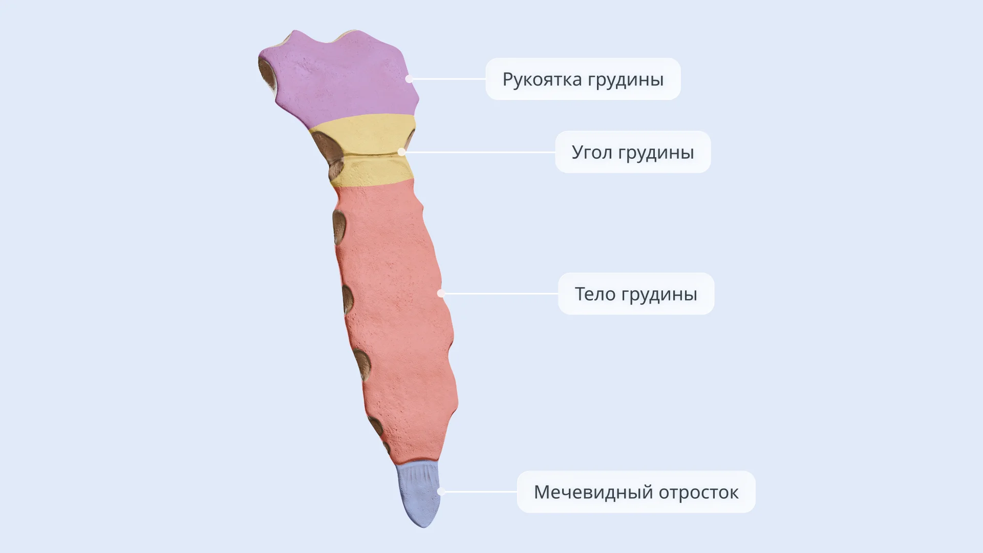 Строение грудины