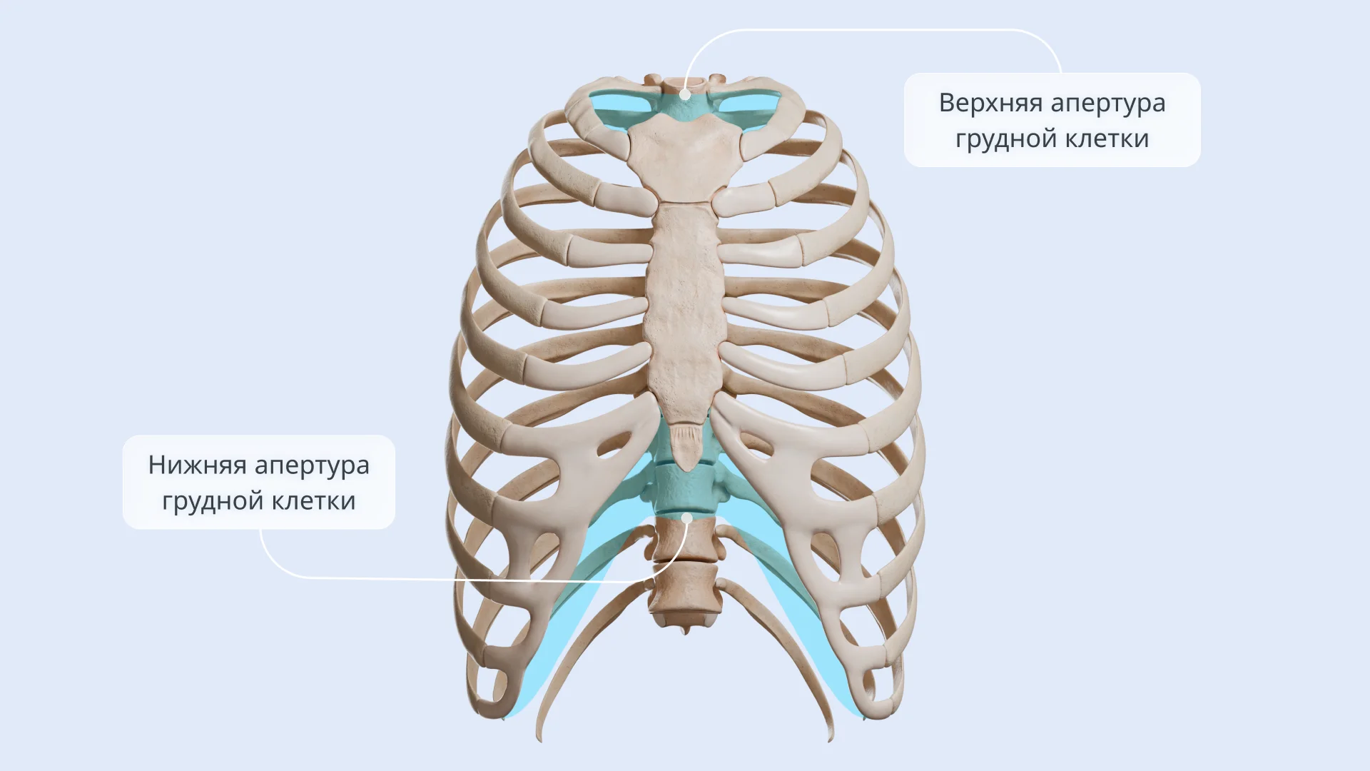 Апертуры грудной клетки