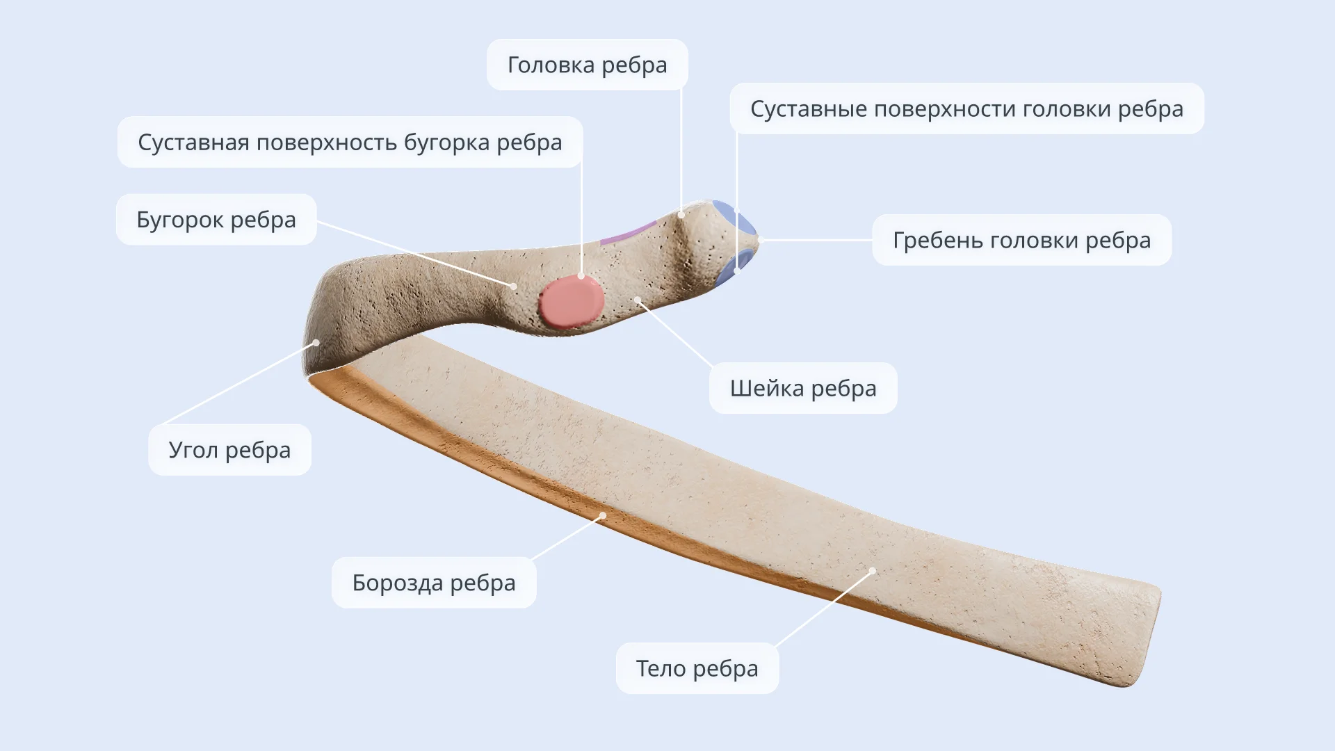Типичное ребро