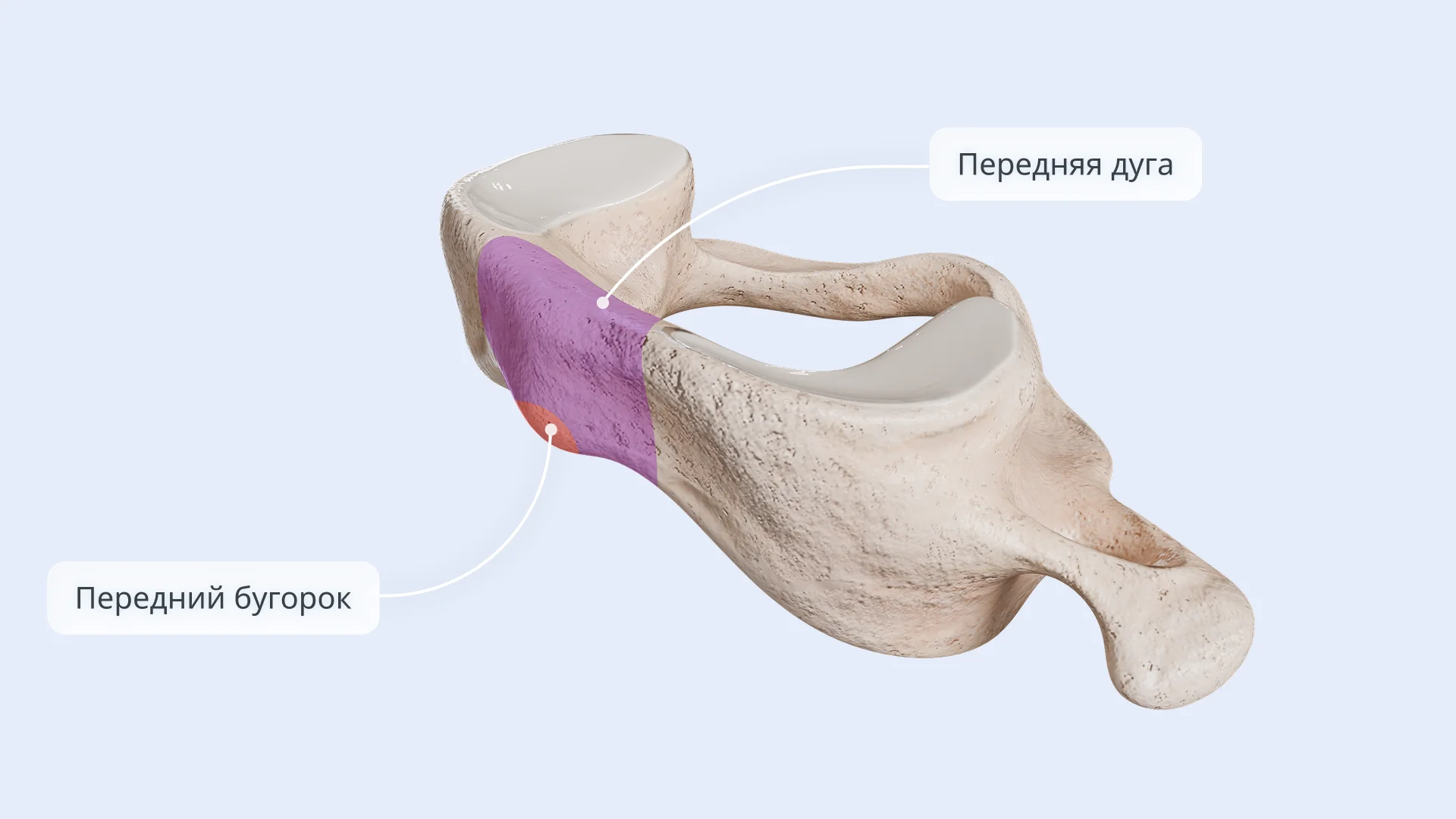 Строение атланта