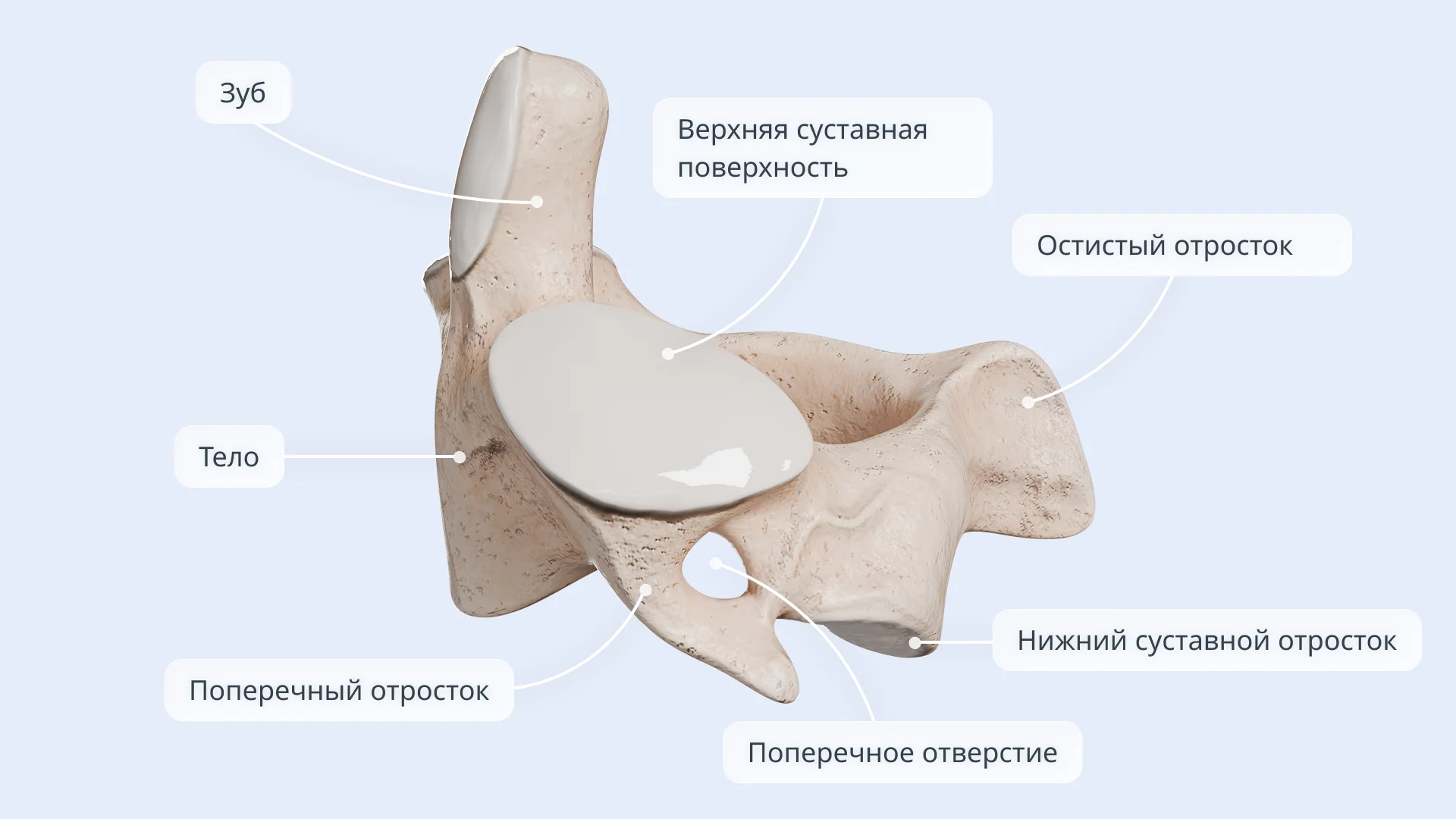 Строение осевого позвонка