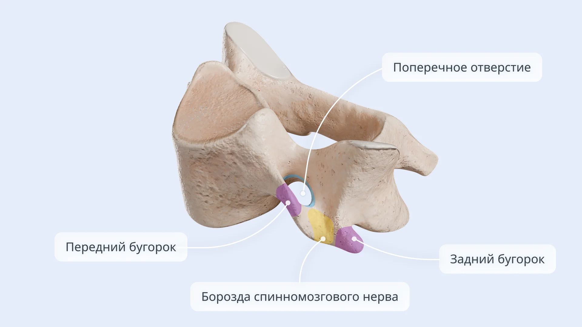 Строение типичного шейного позвонка
