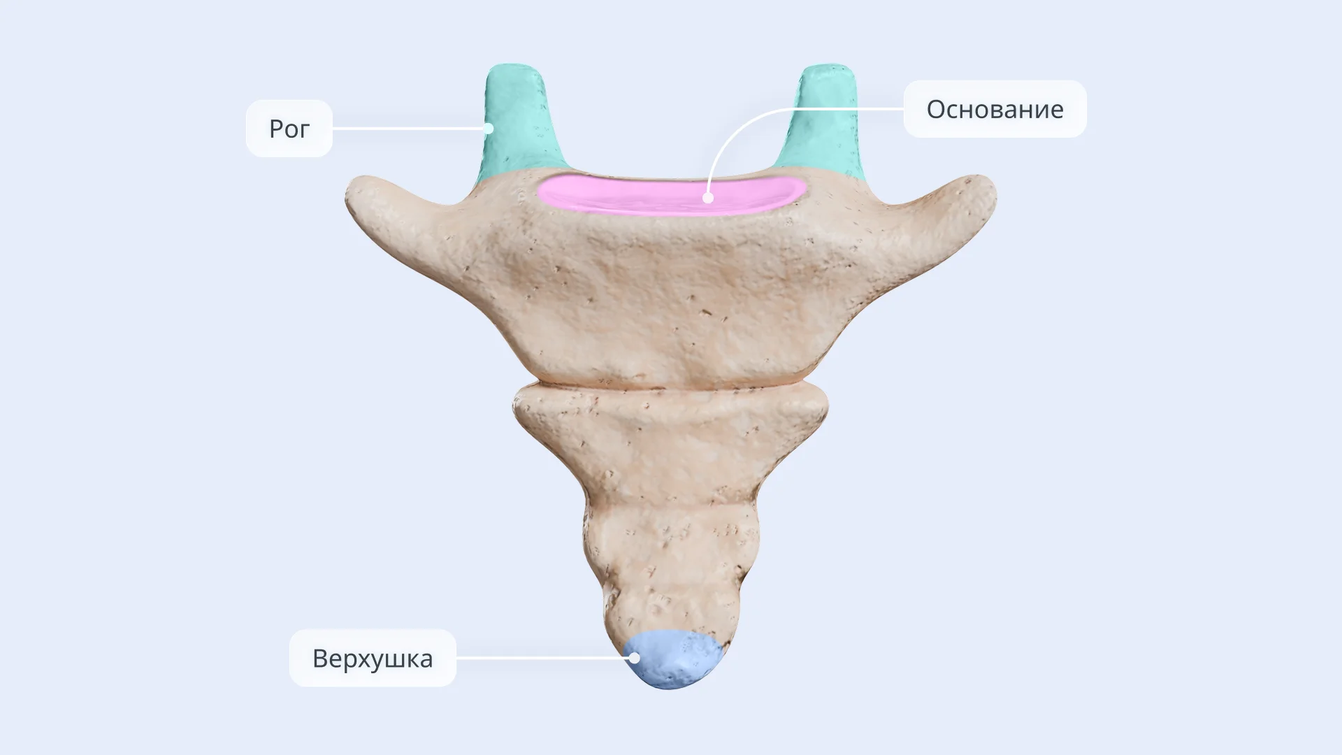 Строение копчика 