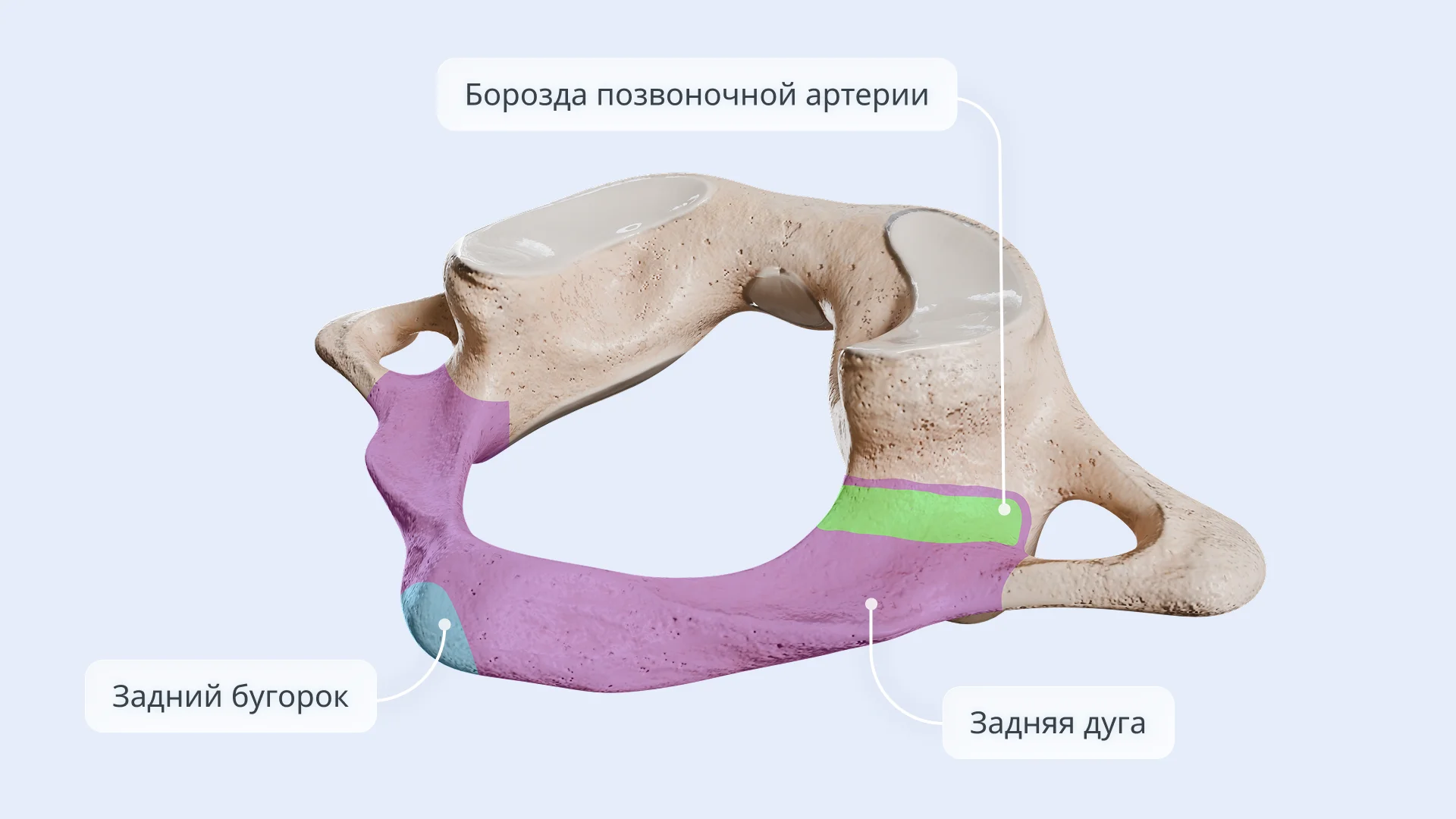Строение атланта