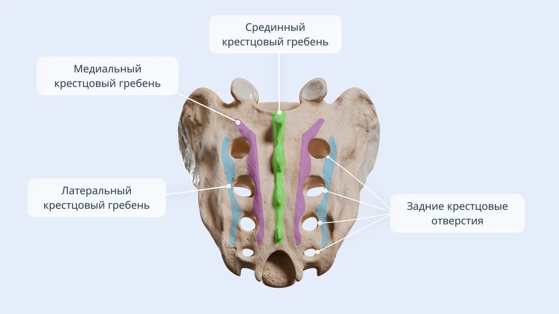 Строение крестца